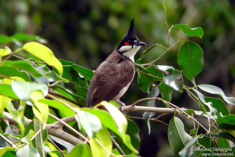 Red-whiskered Bulbul