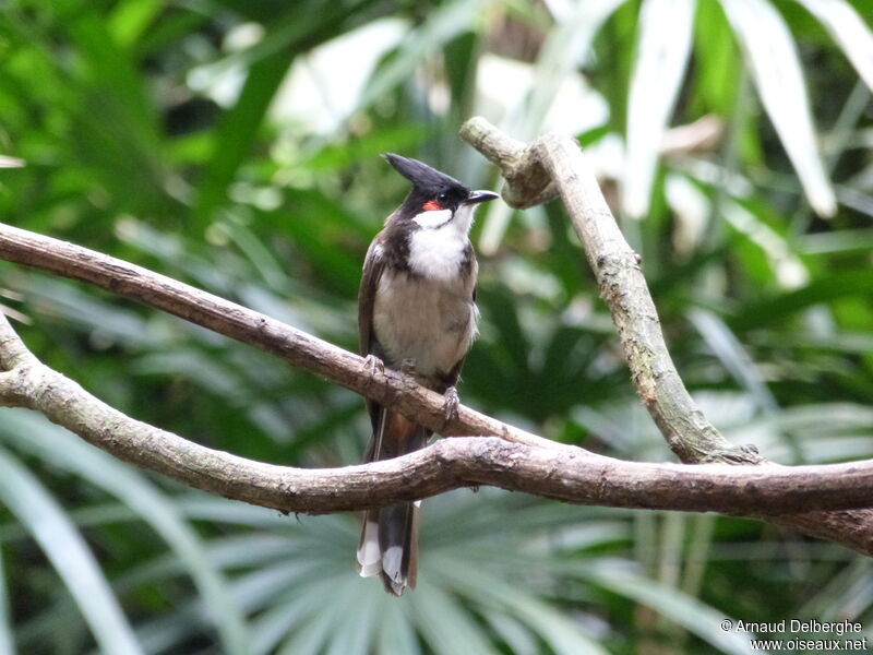 Red-whiskered Bulbul