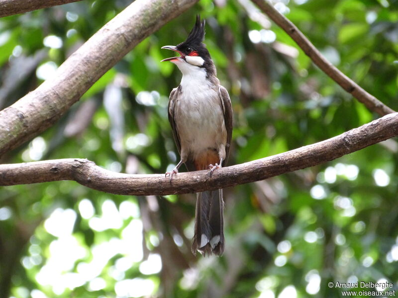 Red-whiskered Bulbul