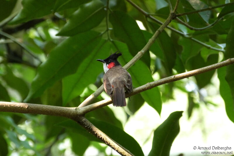 Bulbul orphée