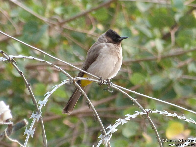 Dark-capped Bulbul