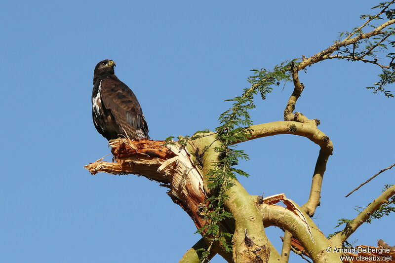 Augur Buzzard