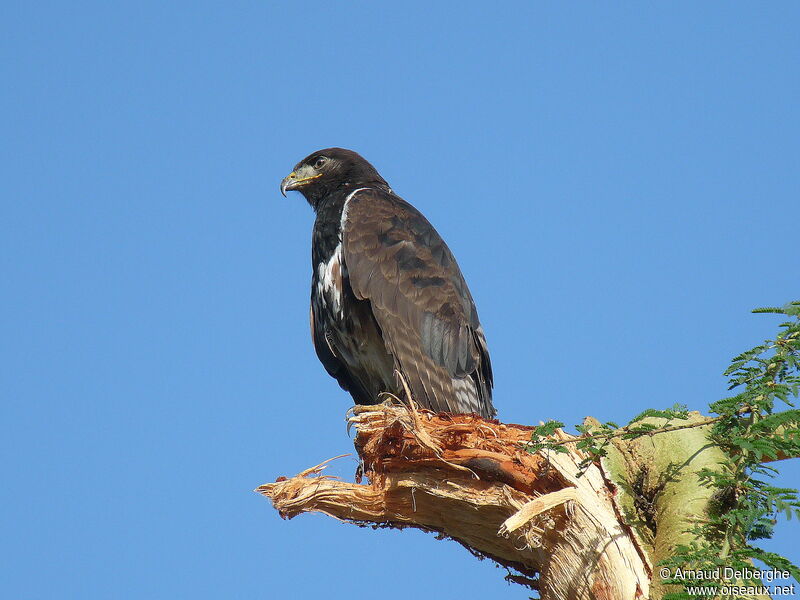 Augur Buzzard