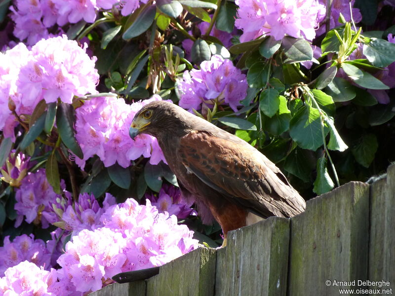 Harris's Hawk