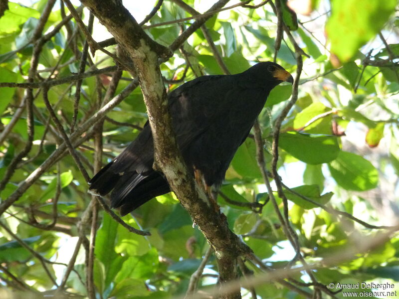 Common Black Hawk