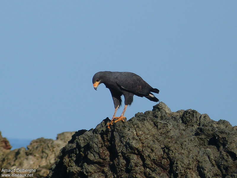 Common Black Hawkadult, identification