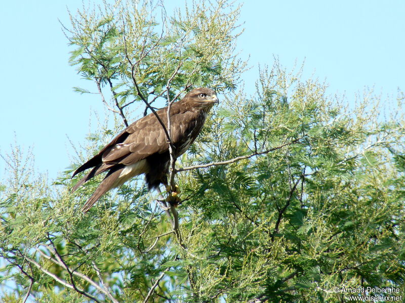 Common Buzzard