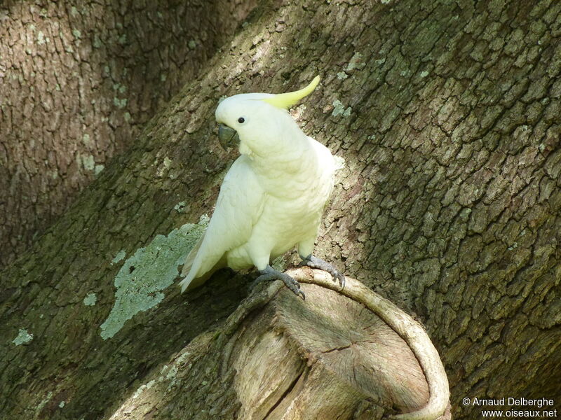 Cacatoès à huppe jaune