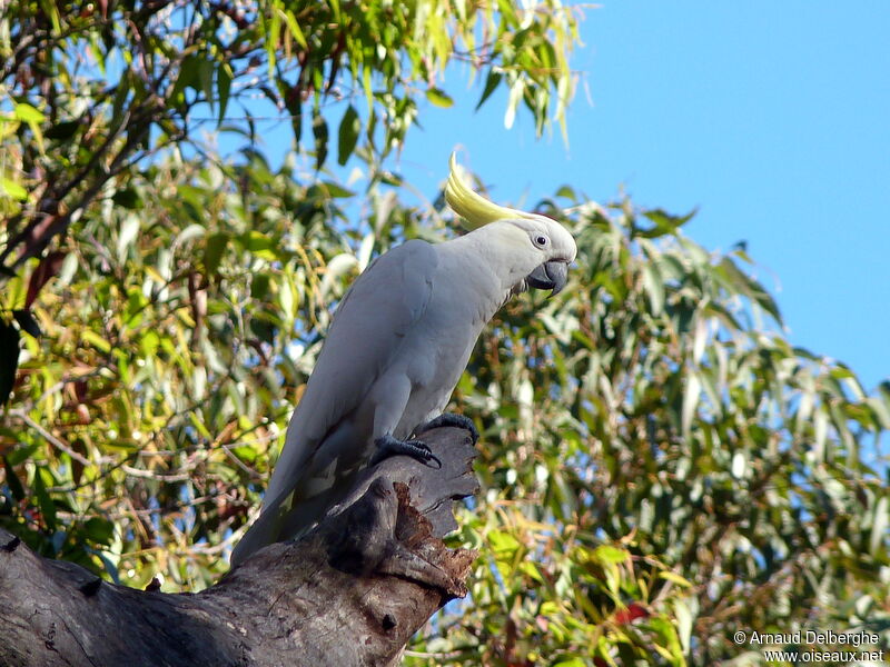 Cacatoès à huppe jaune