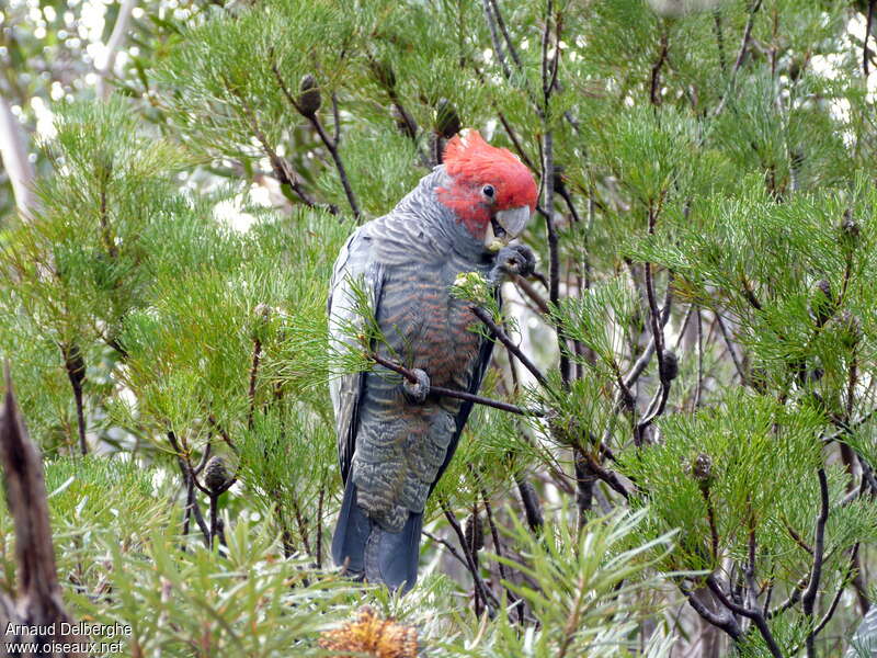 Cacatoès à tête rouge mâle adulte, identification