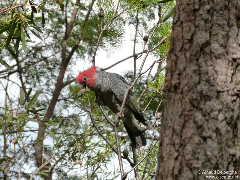 Cacatoès à tête rouge