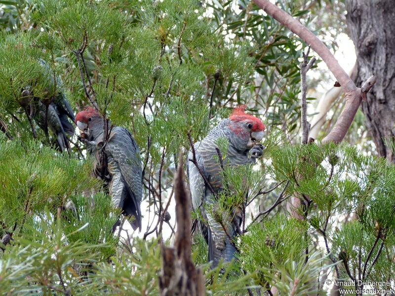 Gang-gang Cockatoo