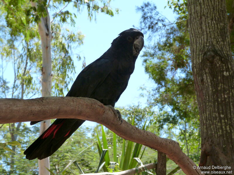 Red-tailed Black Cockatoo