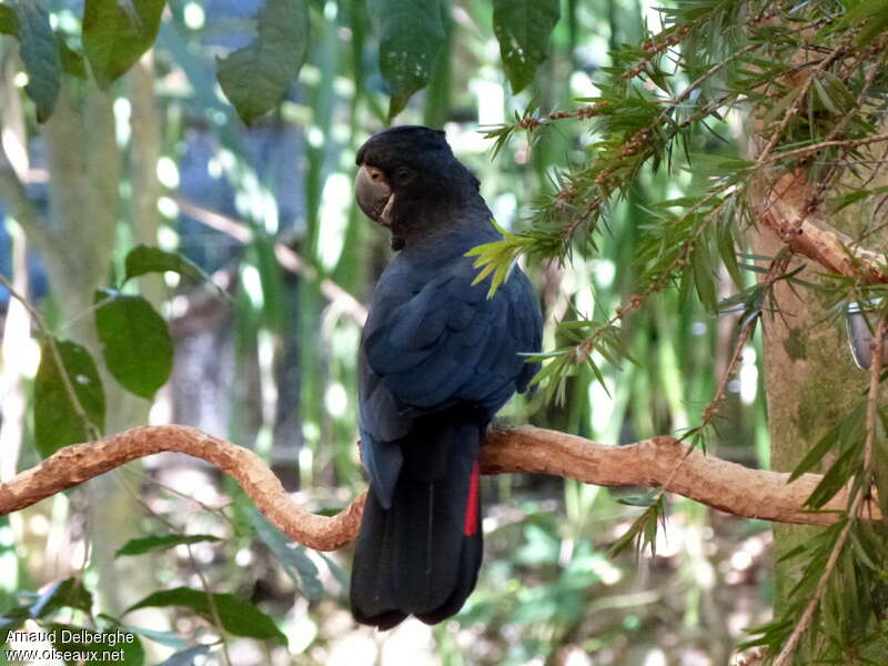 Cacatoès banksien mâle adulte, habitat