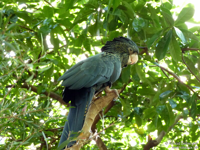 Red-tailed Black Cockatoo female adult, close-up portrait