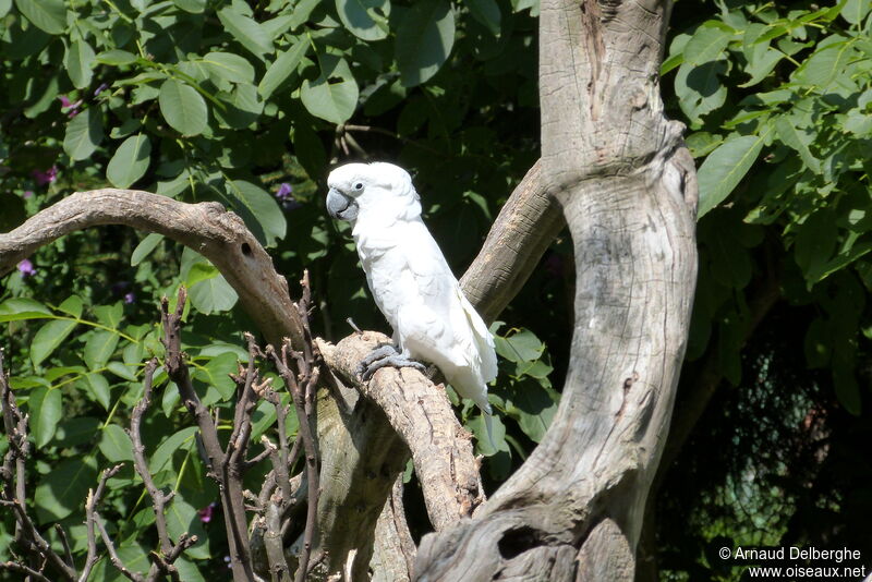 Cacatoès blanc