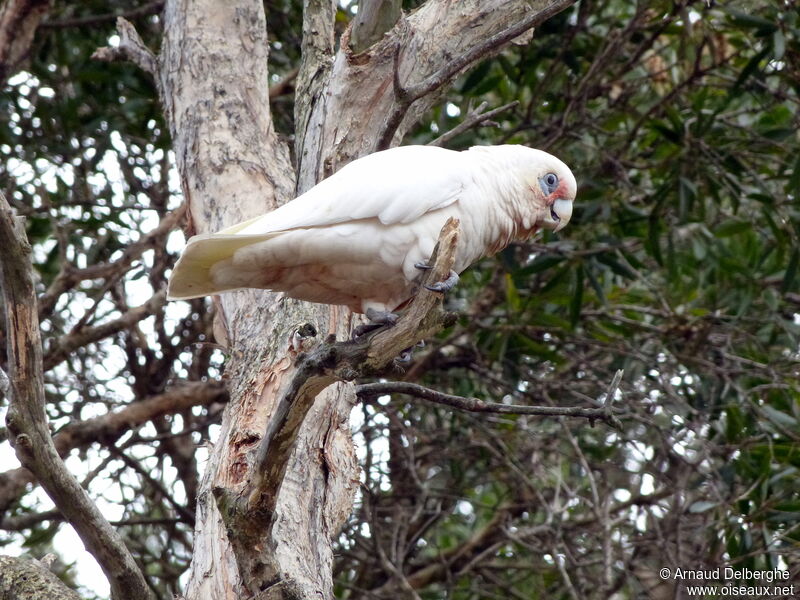 Cacatoès corella