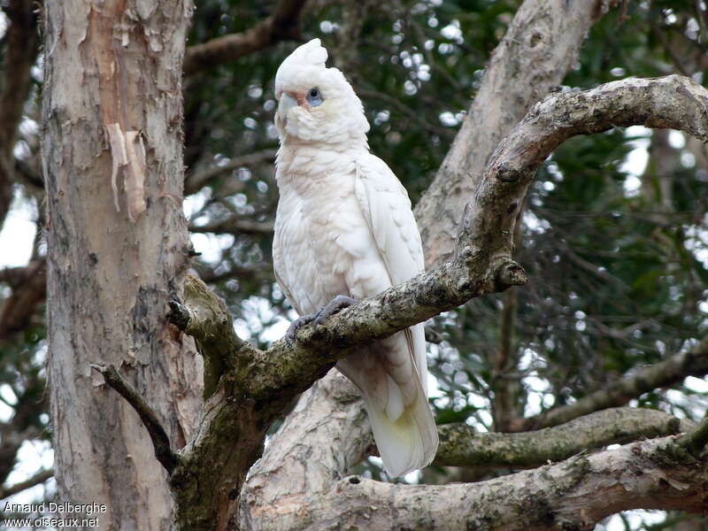 Cacatoès corella, identification