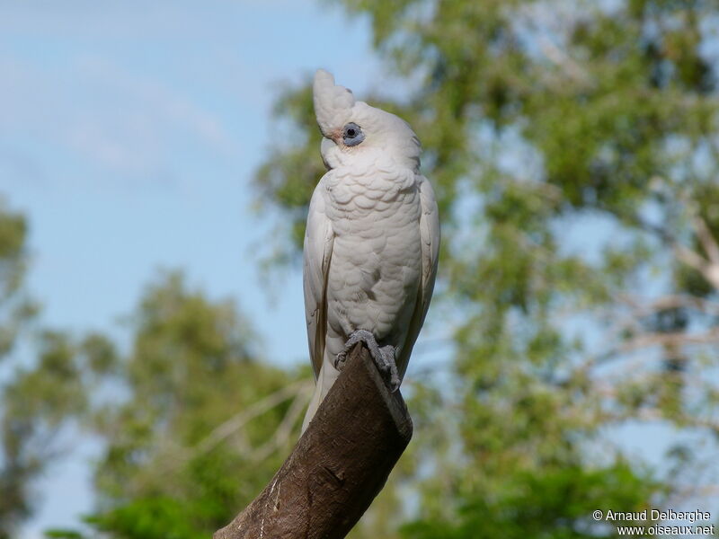 Cacatoès corella