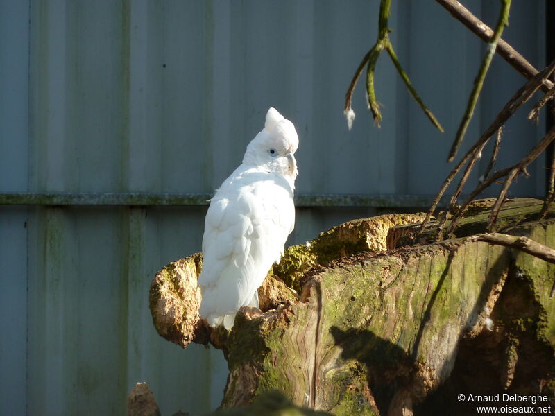 Solomons Cockatoo