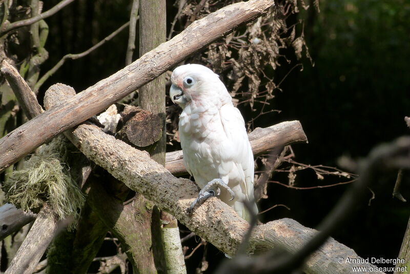 Tanimbar Corella