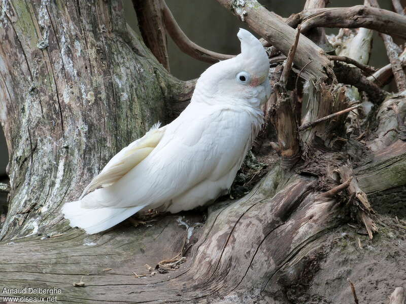 Tanimbar Corella