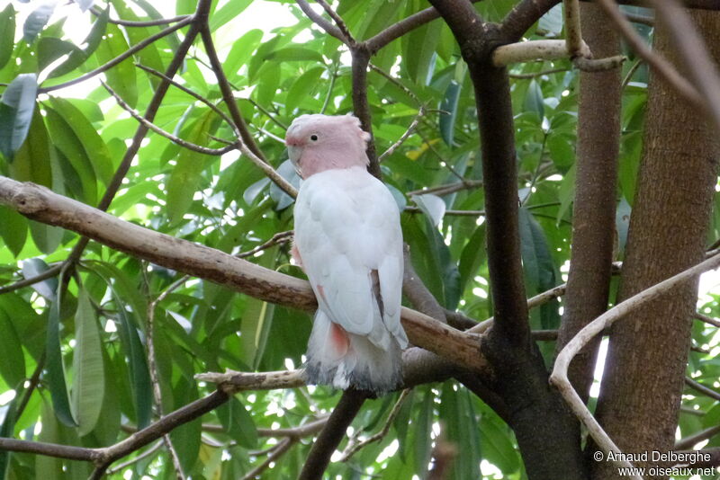 Pink Cockatoo