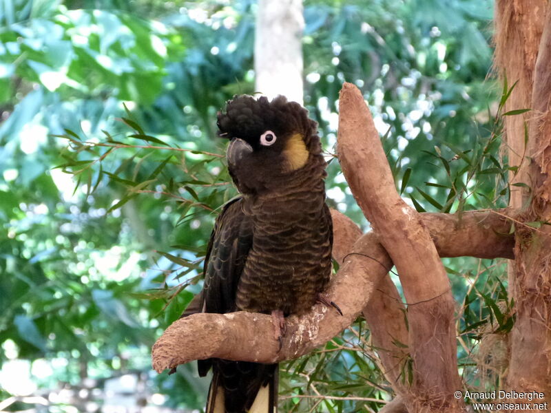 Yellow-tailed Black Cockatoo