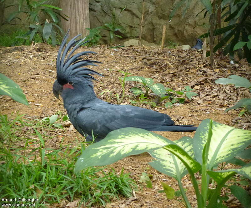 Cacatoès noir femelle adulte, identification