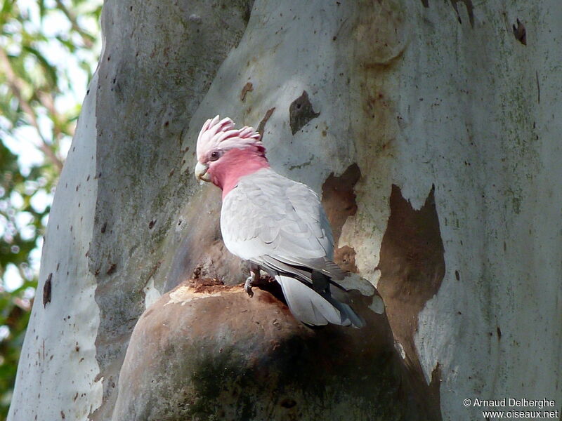 Galah