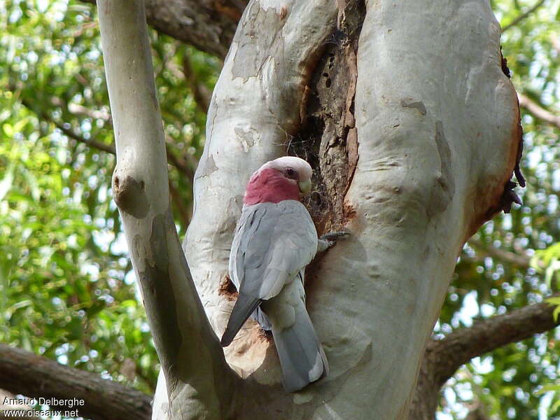 Galahadult, pigmentation, Reproduction-nesting