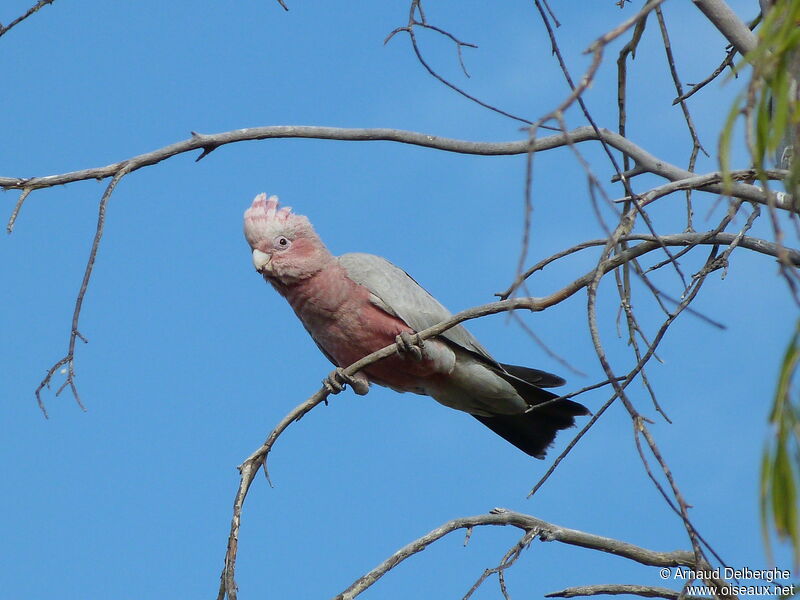 Galah