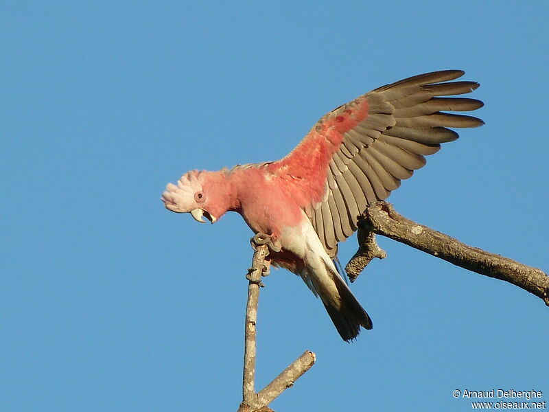 Galah