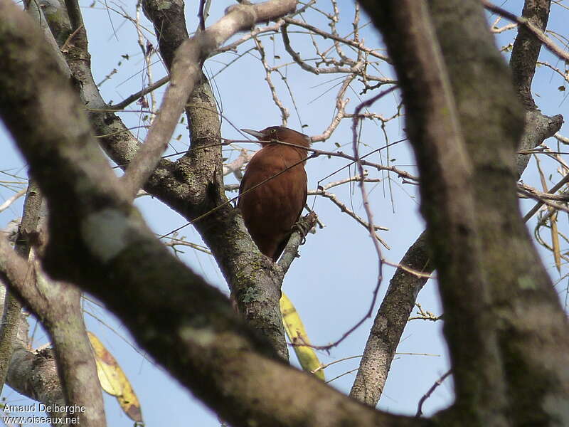 Cacholote uni, habitat