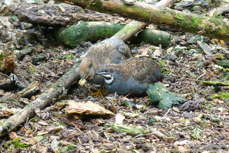 King Quail