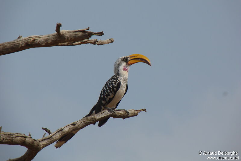 Eastern Yellow-billed Hornbill male adult