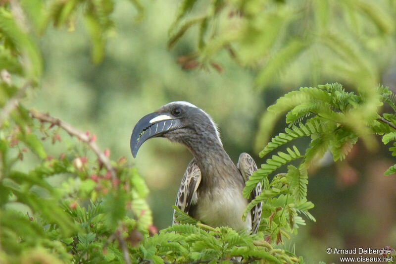 African Grey Hornbill