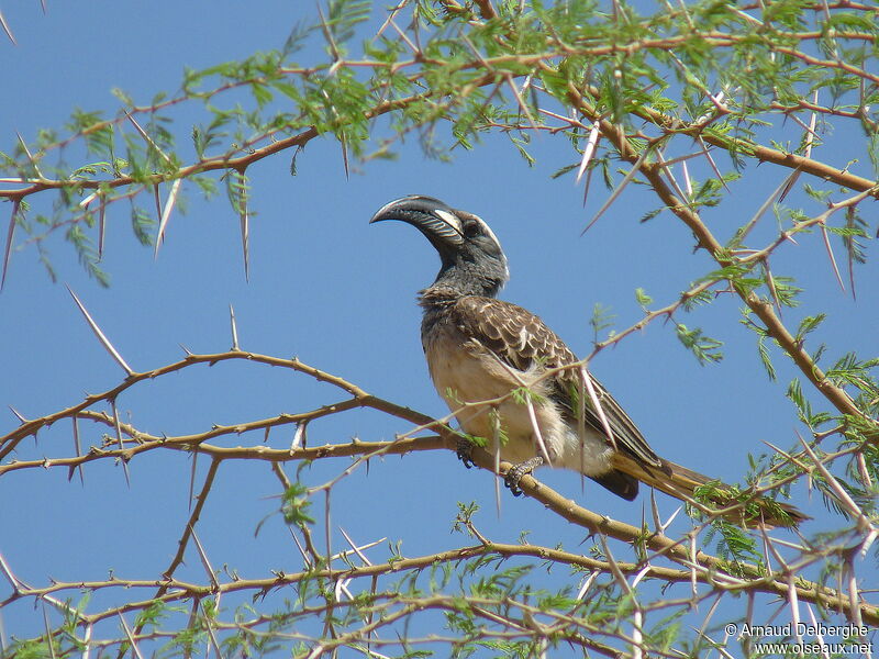 African Grey Hornbill