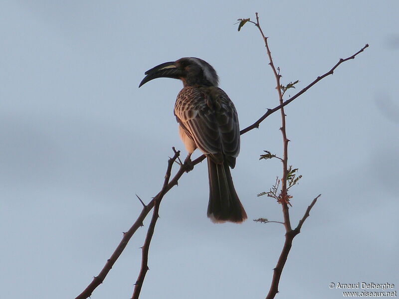 African Grey Hornbill