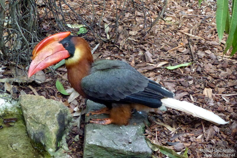 Rufous Hornbill