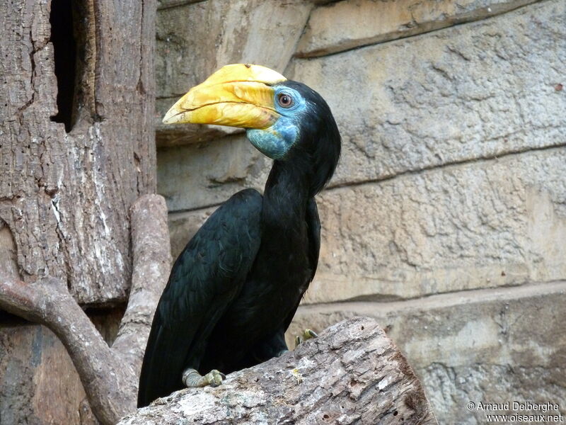 Wrinkled Hornbill female