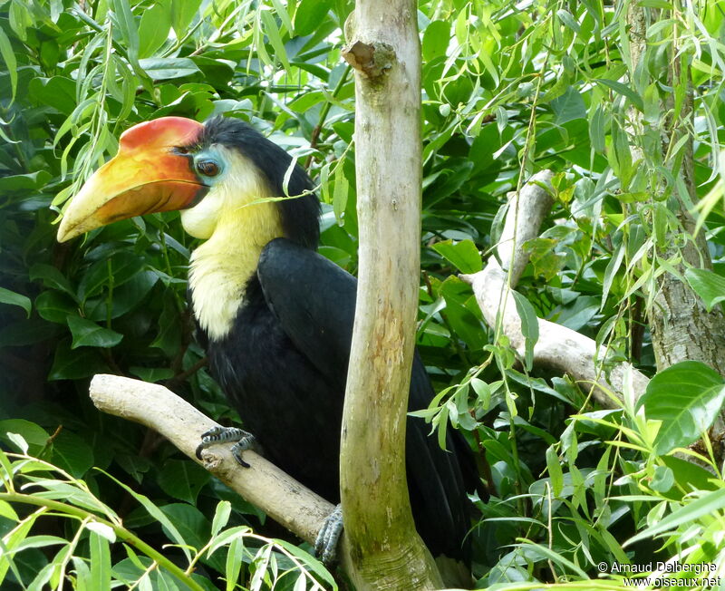 Wrinkled Hornbill male