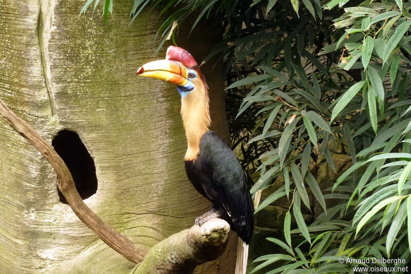 Knobbed Hornbill