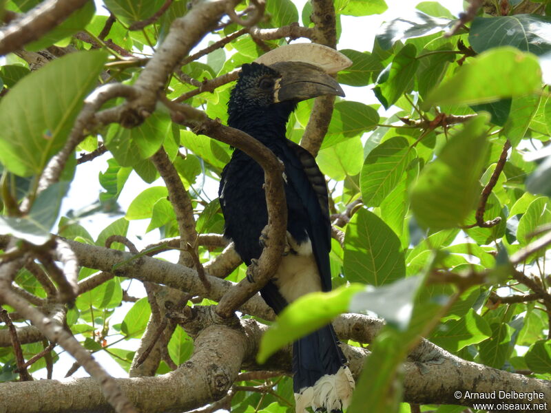 Silvery-cheeked Hornbill