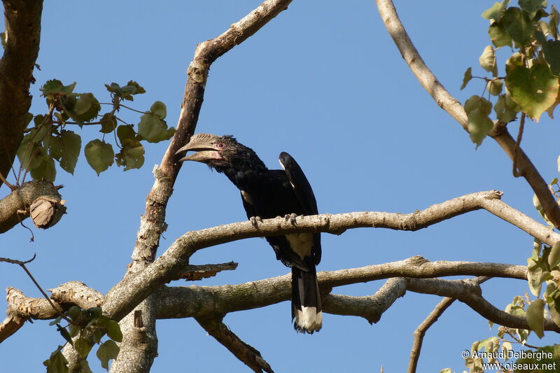 Silvery-cheeked Hornbill female