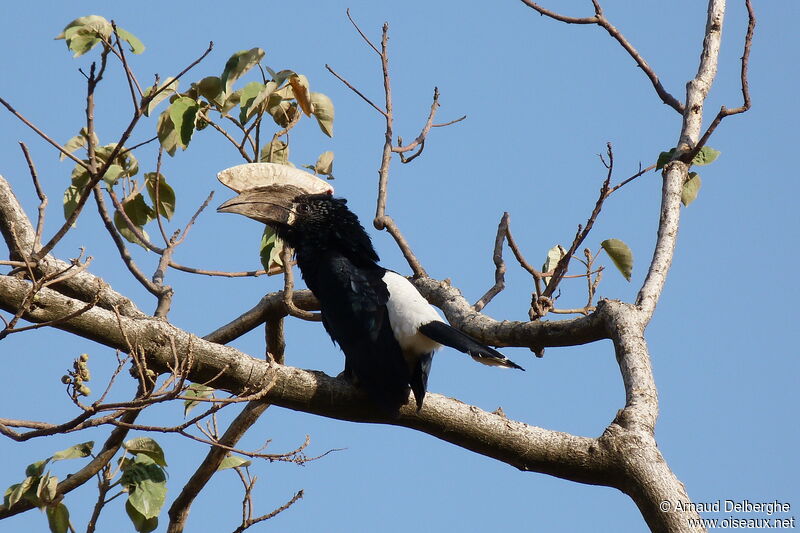 Silvery-cheeked Hornbill