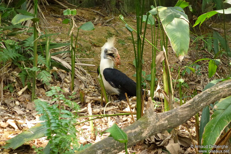 Calao coiffé mâle