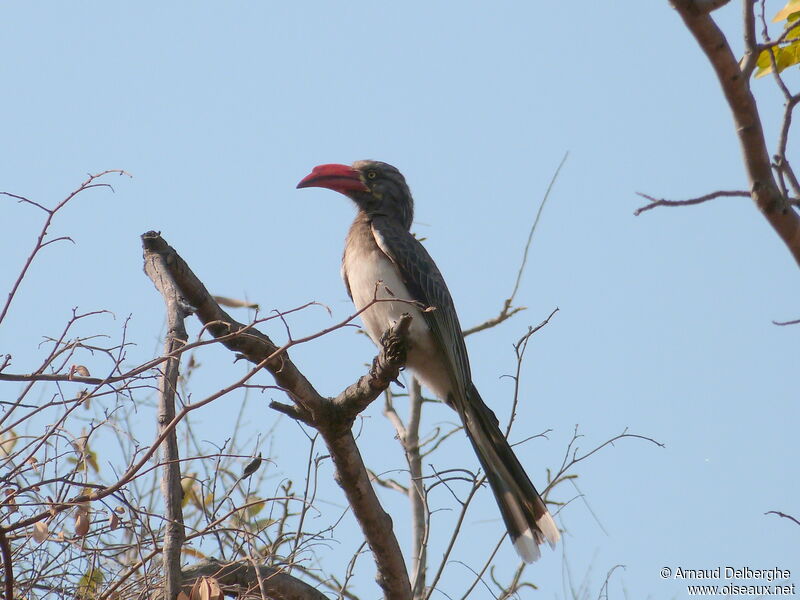 Crowned Hornbill