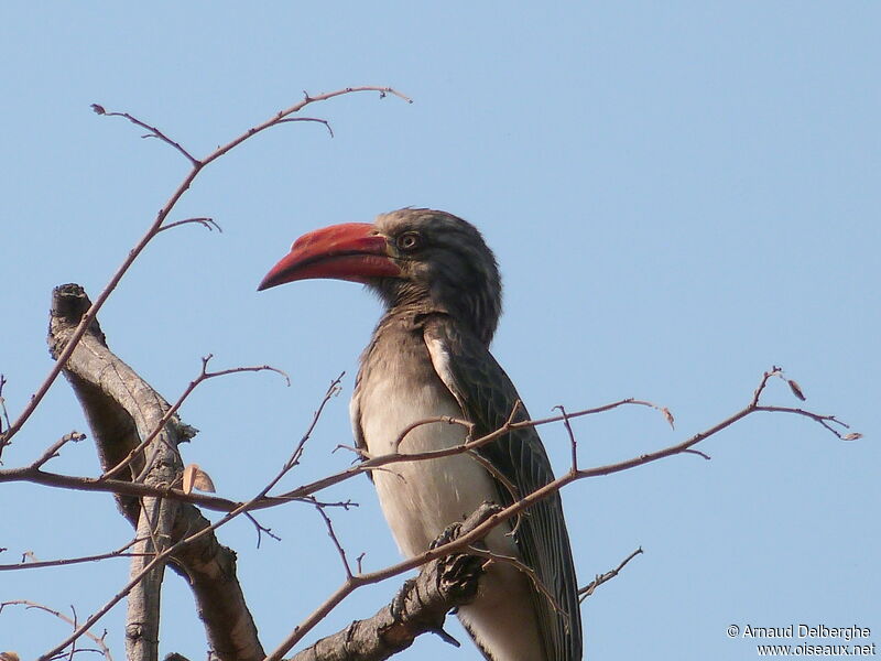 Crowned Hornbill