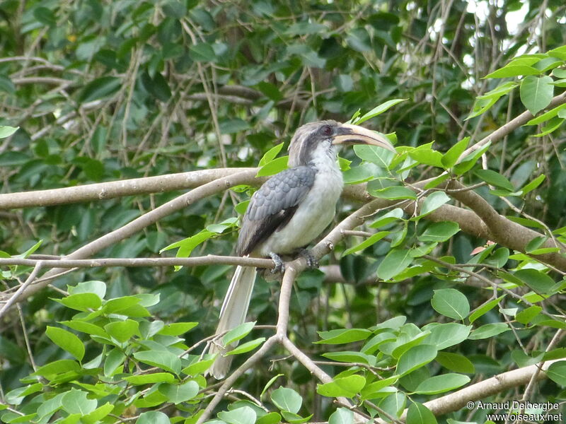 Sri Lanka Grey Hornbill